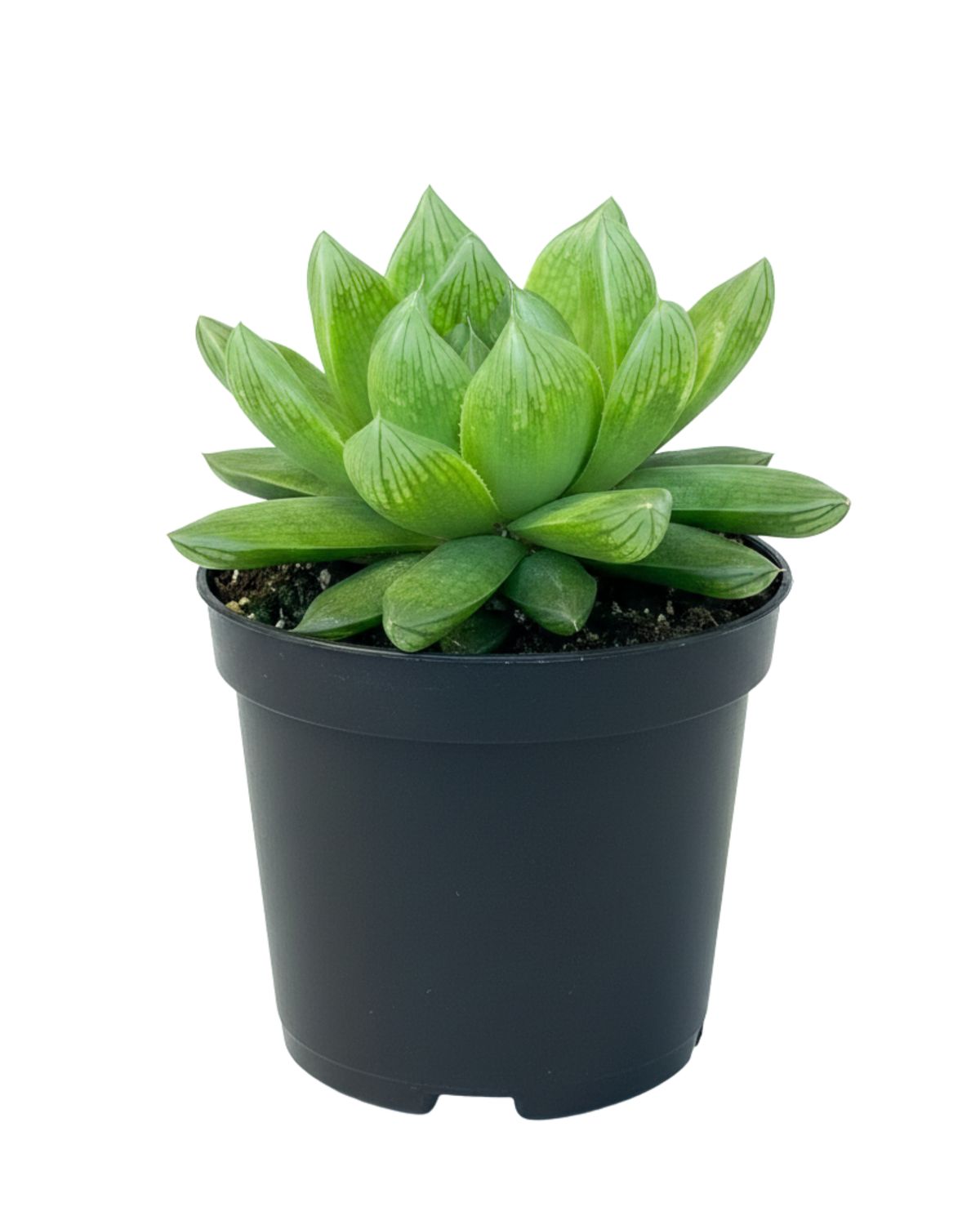 2.5" Hawathis Cooperi