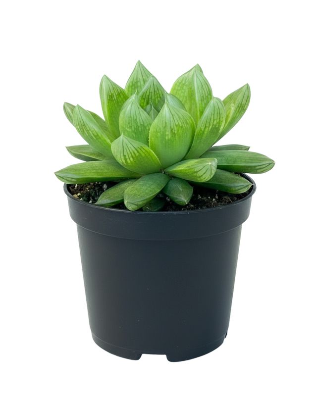 2.5" Hawathis Cooperi