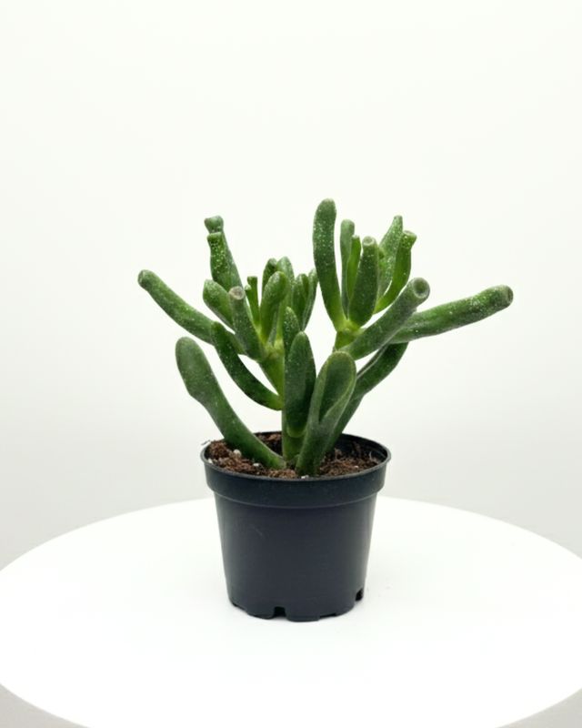 2.5" Crassula Horntree