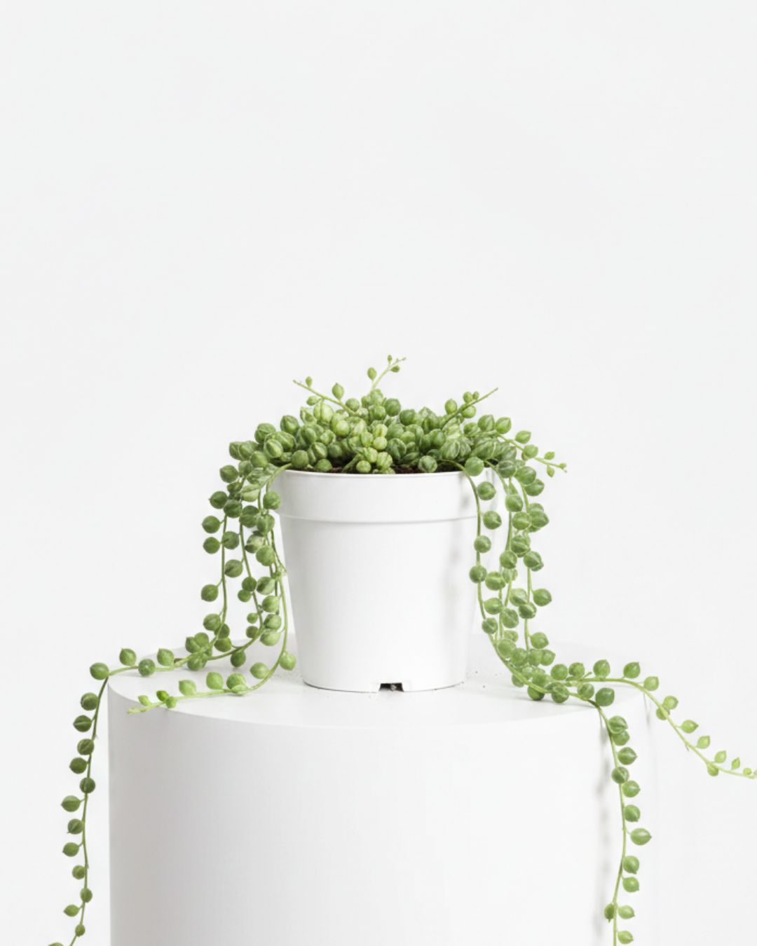 3" Tiny String of Pearl Variegated