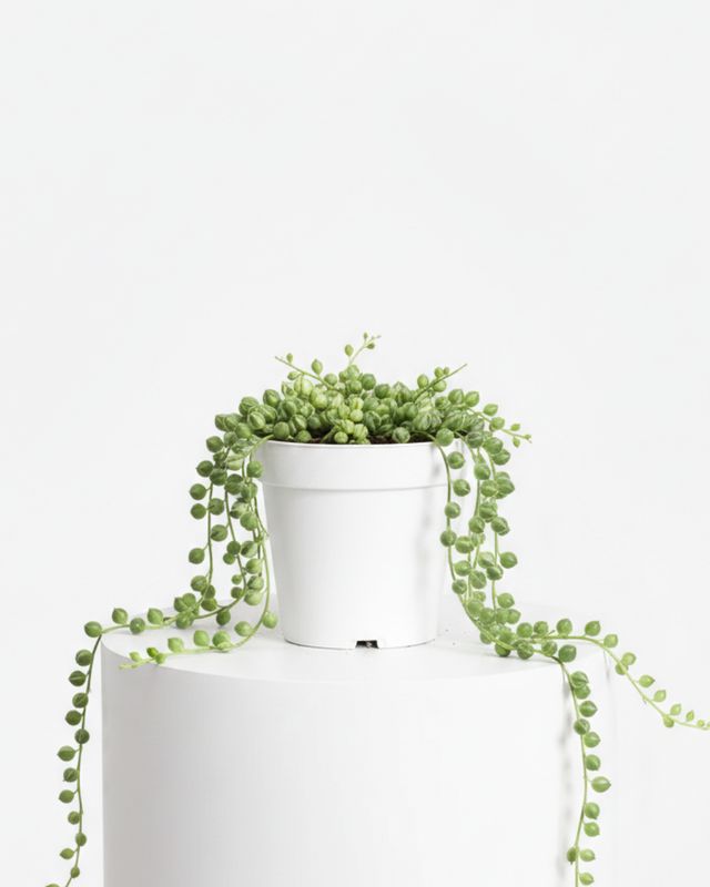 3" Tiny String of Pearl Variegated