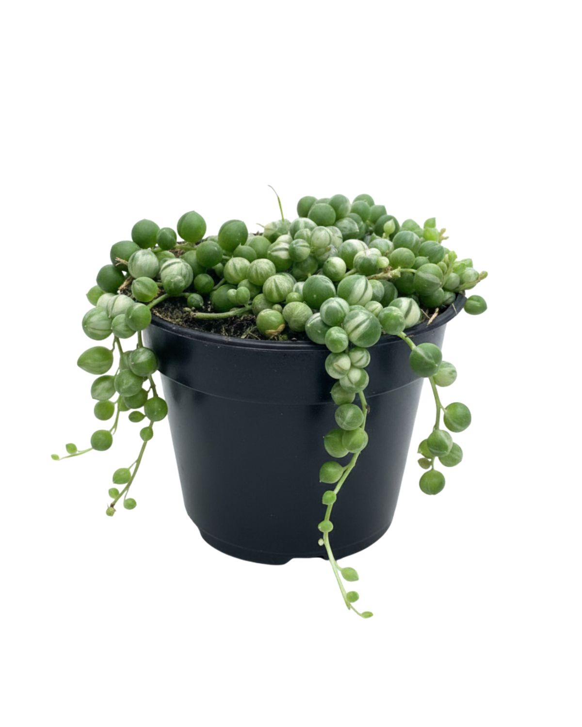 3" Tiny String of Pearl Variegated