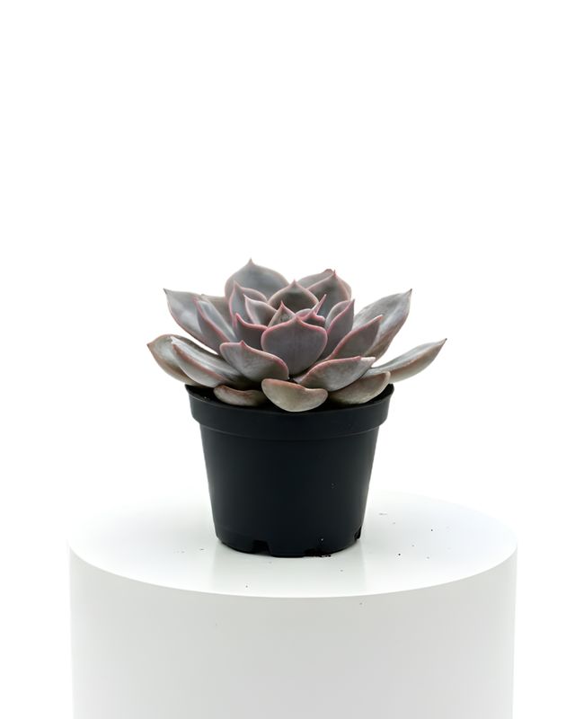 2.5" Echeveria Lilicina