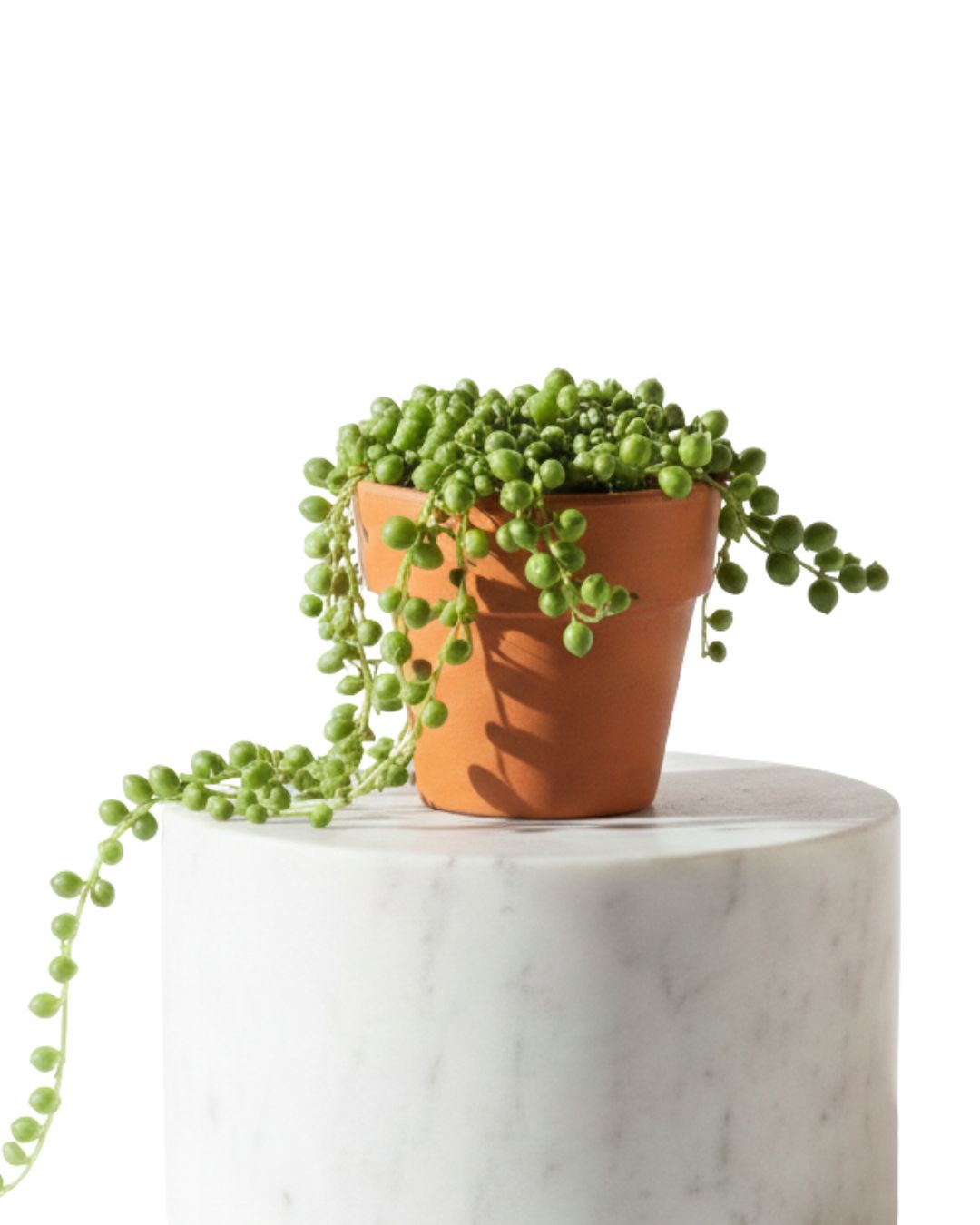 3" Tiny String of Pearl