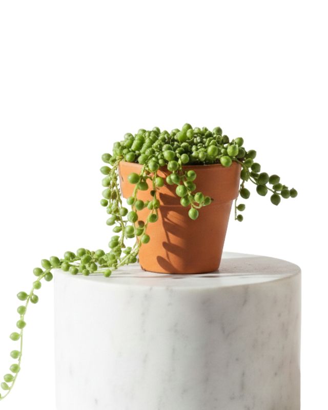 3" Tiny String of Pearl