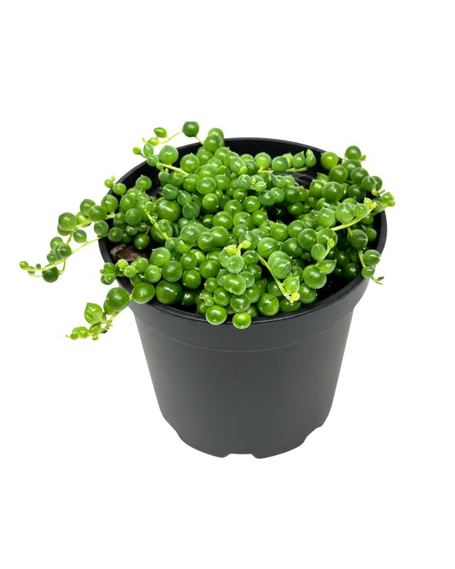 3" Tiny String of Pearl