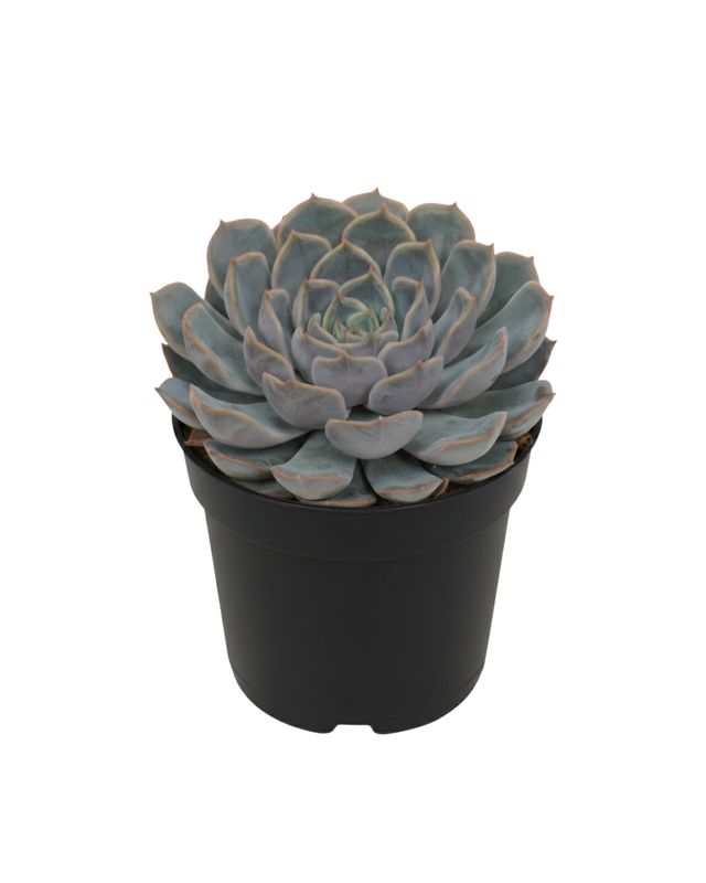 2.5" Echeveria Orion