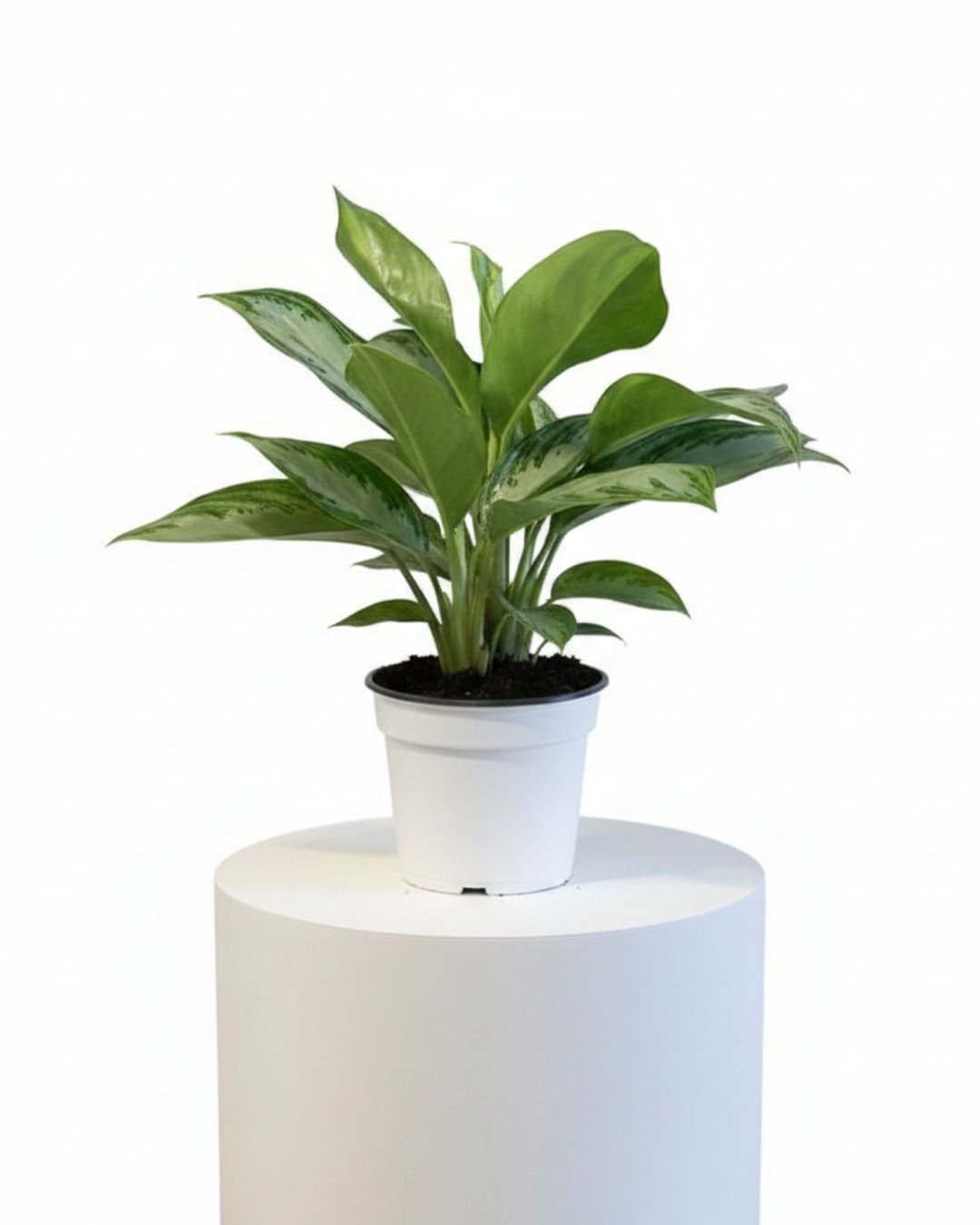 Chinese Evergreen ‘Silver Bay’ (Aglaonema Silver Bay)