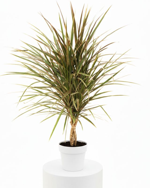 Braided Dragon Tree ‘Bicolor’ (Dracaena Bicolour Braid)