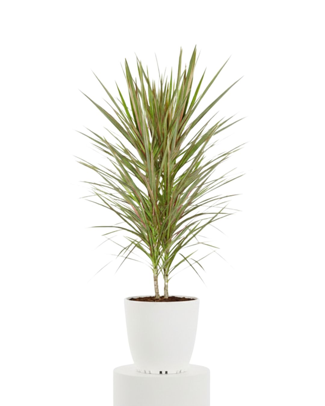 Dragon Tree ‘Bicolor’ (Dracaena Bicolor)