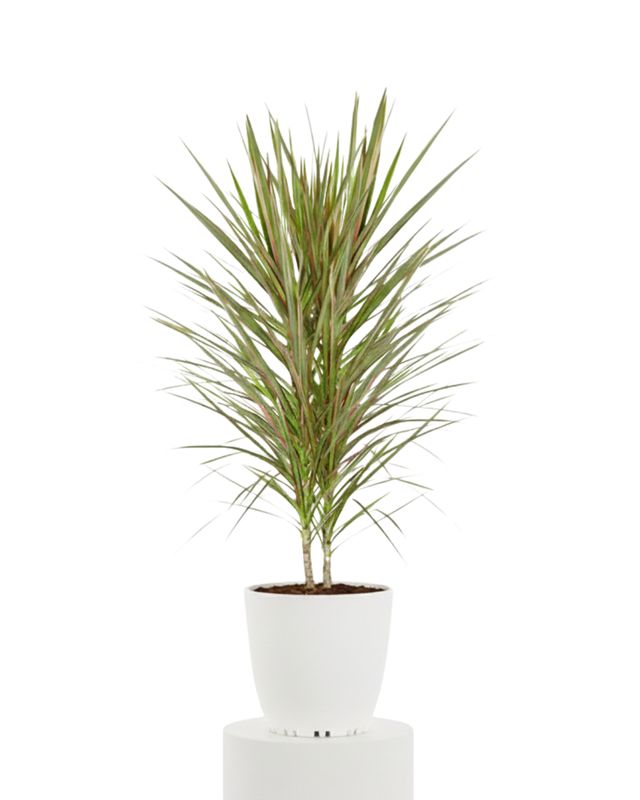 Dragon Tree ‘Bicolor’ (Dracaena Bicolor)