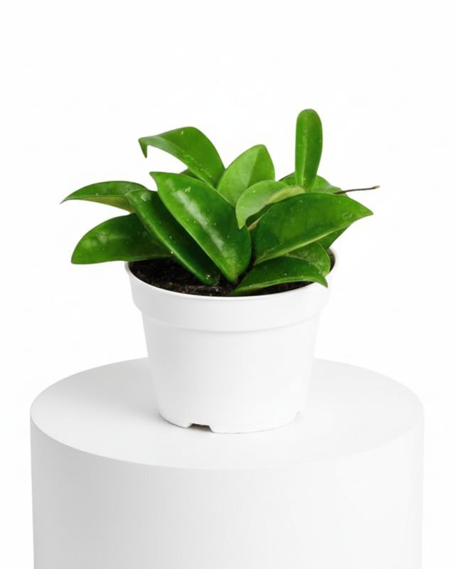 Wax Plant (Hoya carnosa)