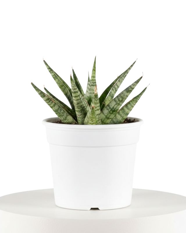 Snake Plant ‘Celery’ (Sansevieria ‘Celery’)