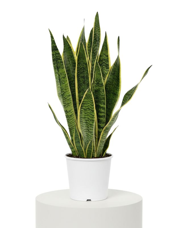 Sansevieria Laurentii