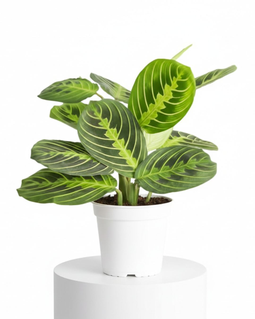 Lemon Lime Prayer Plant (Maranta leuconeura ‘Lemon Lime’)