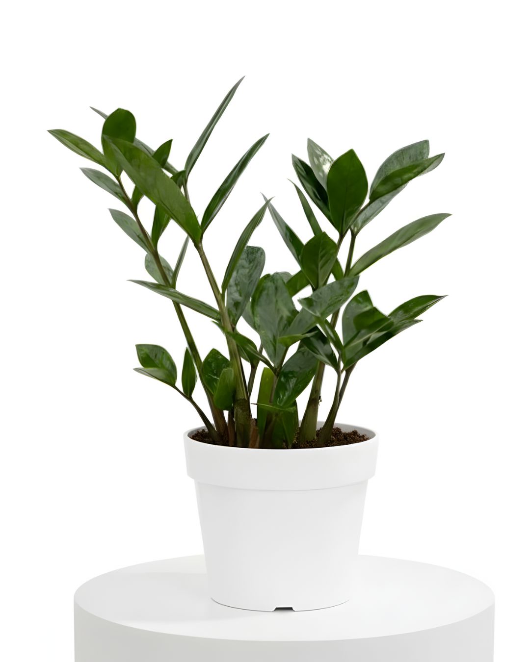 Lucky ZZ Plant (Zamioculcas zamiifolia ‘Lucky’)