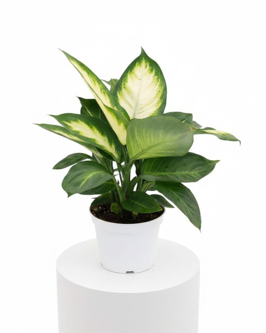 Dumb Cane ‘Marianne’ (Dieffenbachia Marianne)