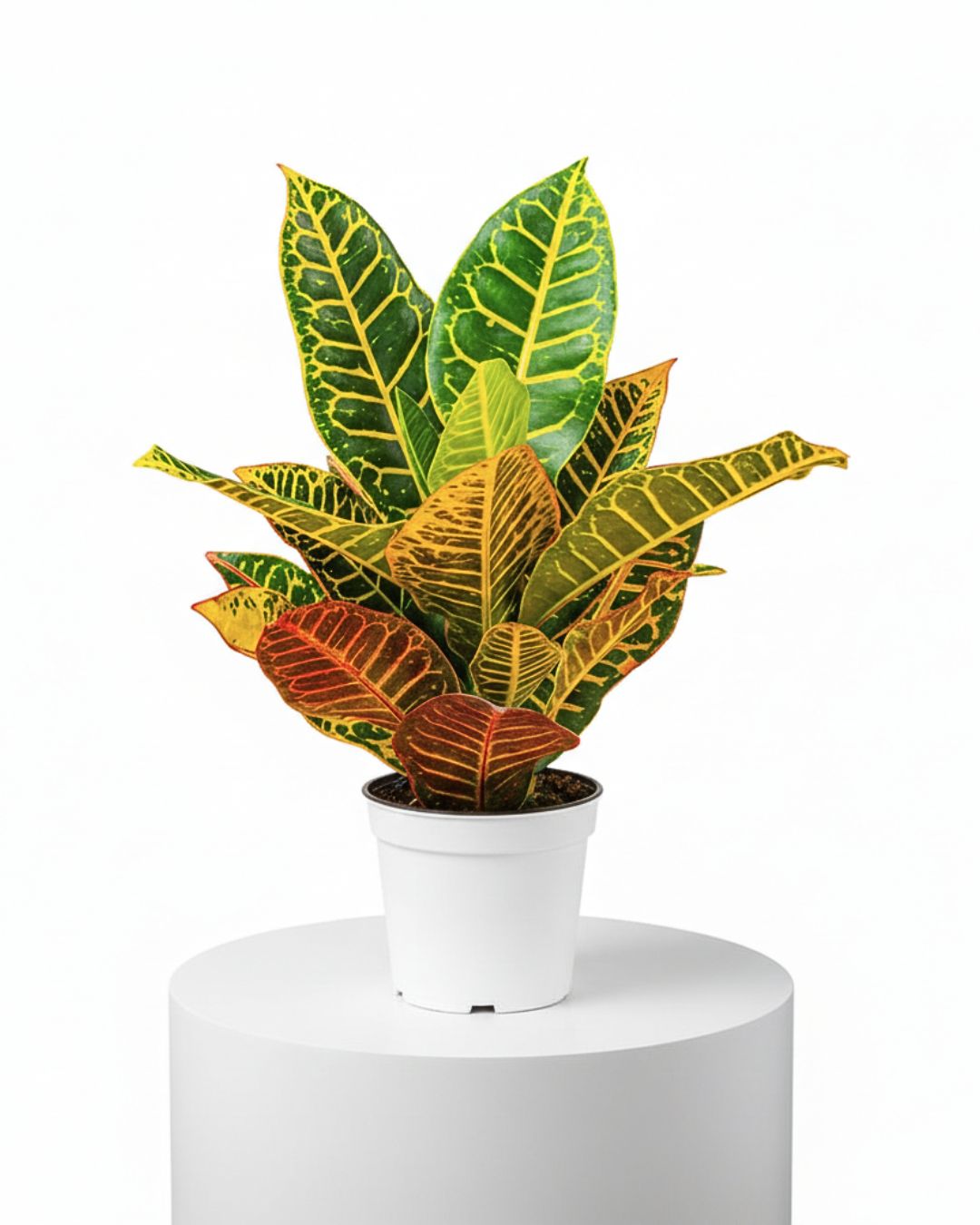 Croton ‘Petra’ (Codiaeum variegatum ‘Petra’)