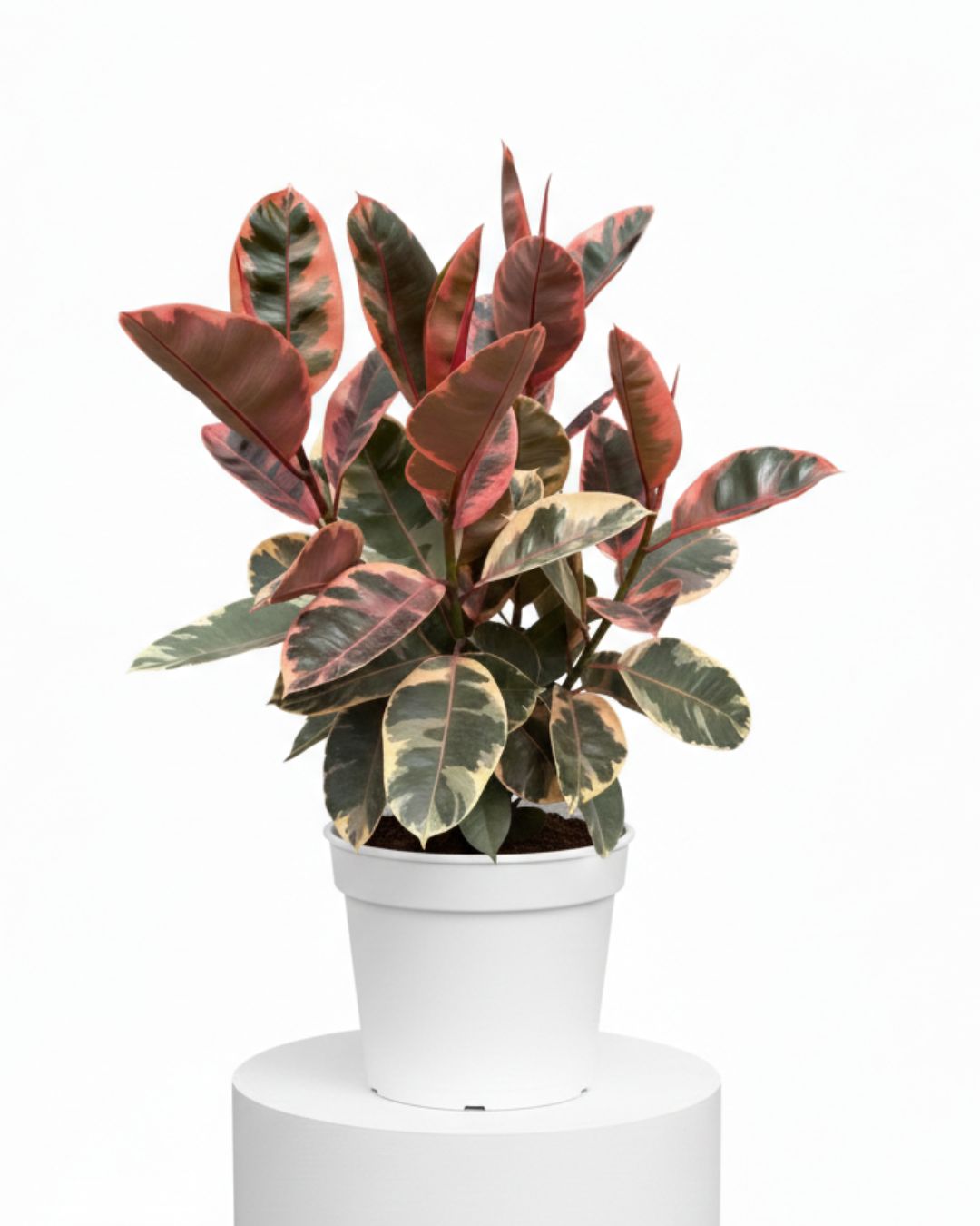 Rubber Plant ‘Ruby’ (Ficus elastica ‘Ruby’)