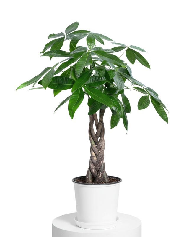 Braided Money Tree (Pachira aquatica)