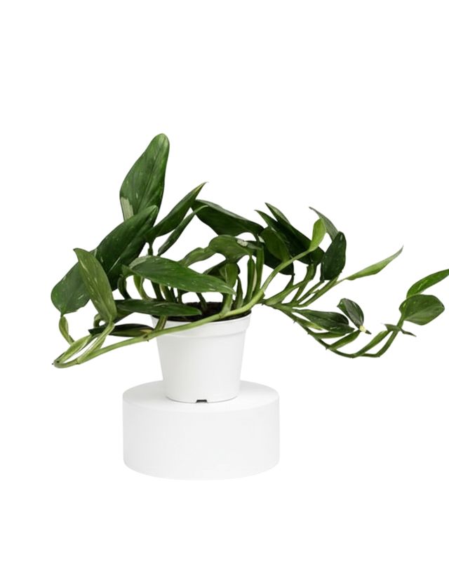 Variegated Monstera Standleyana (Monstera standleyana variegata)