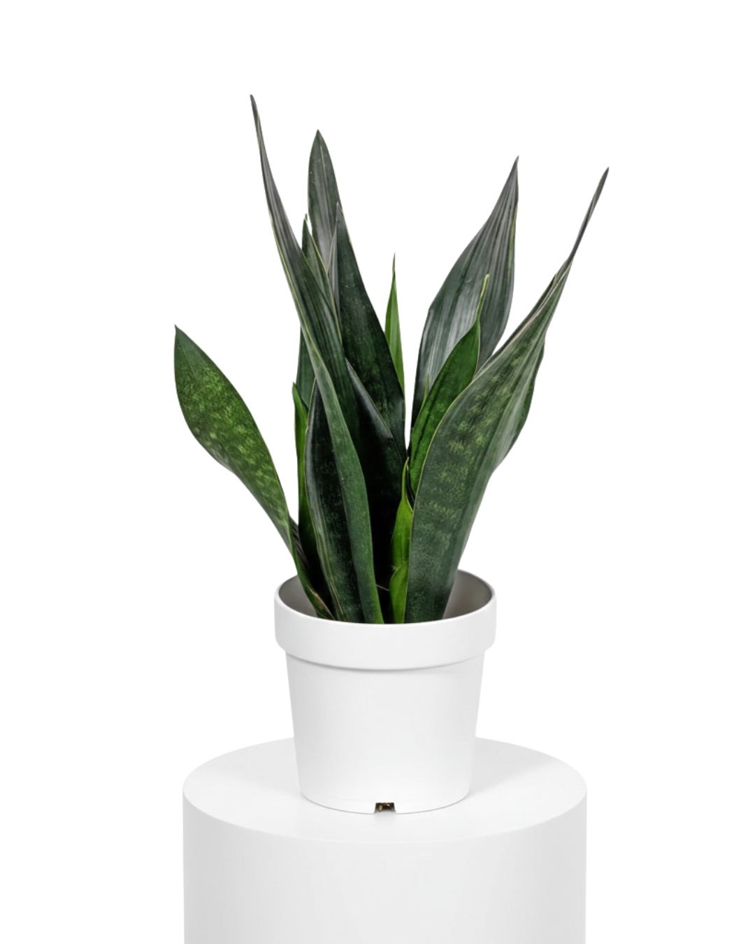 Snake Plant ‘Black Diamond’ (Sansevieria ‘Black Diamond’)