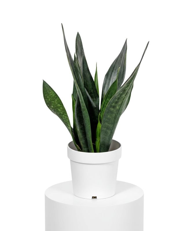 Snake Plant ‘Black Diamond’ (Sansevieria ‘Black Diamond’)