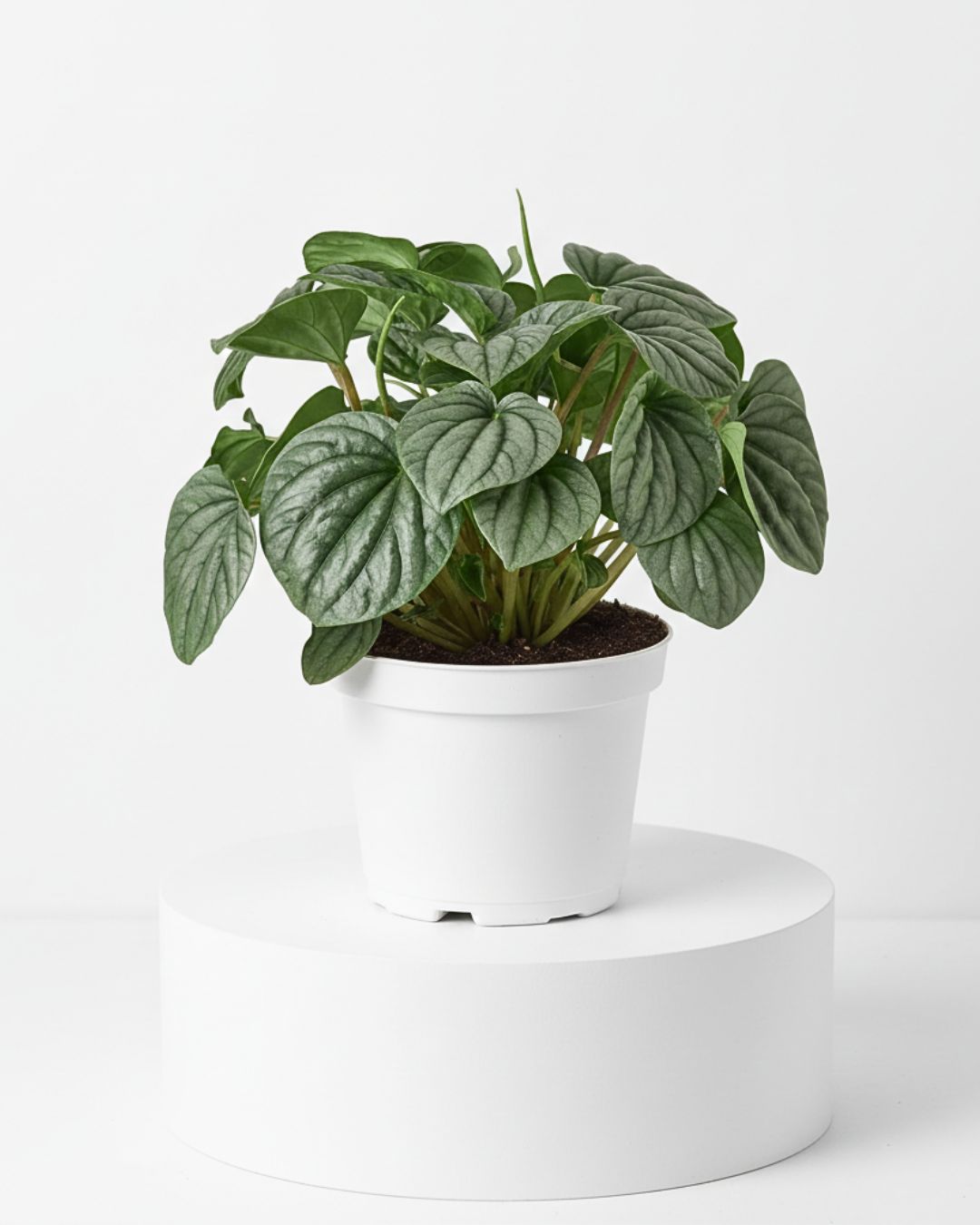 Peperomia ‘Frost’ (Peperomia caperata ‘Frost’)