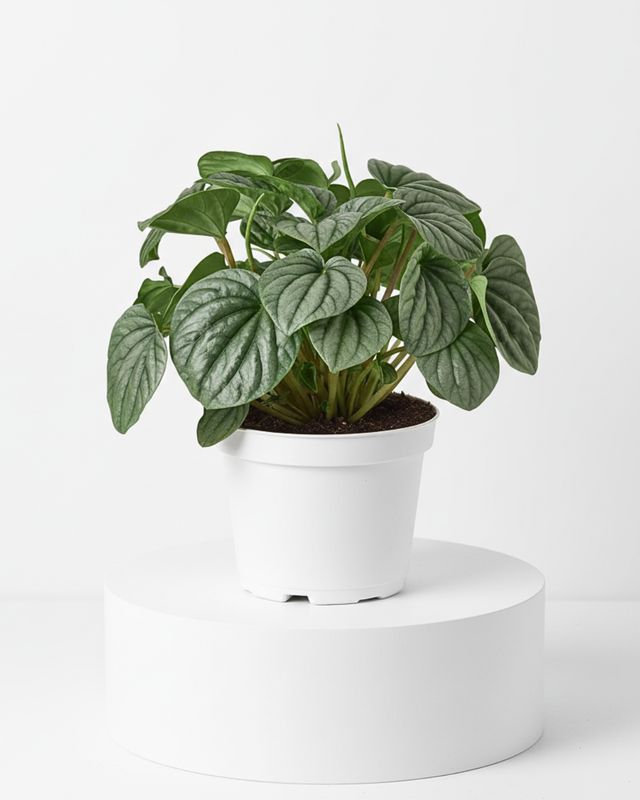 Peperomia ‘Frost’ (Peperomia caperata ‘Frost’)