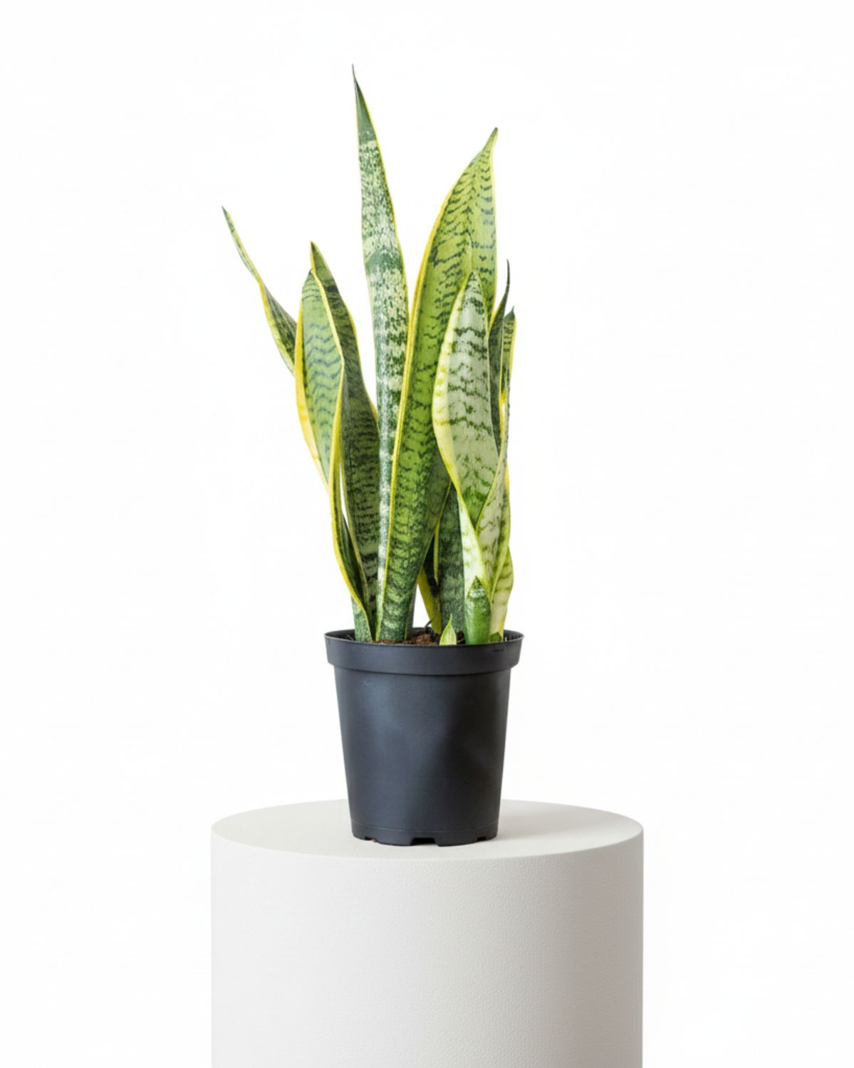 Snake Plant ‘Superba’ (Sansevieria trifasciata ‘Laurentii Superba’)