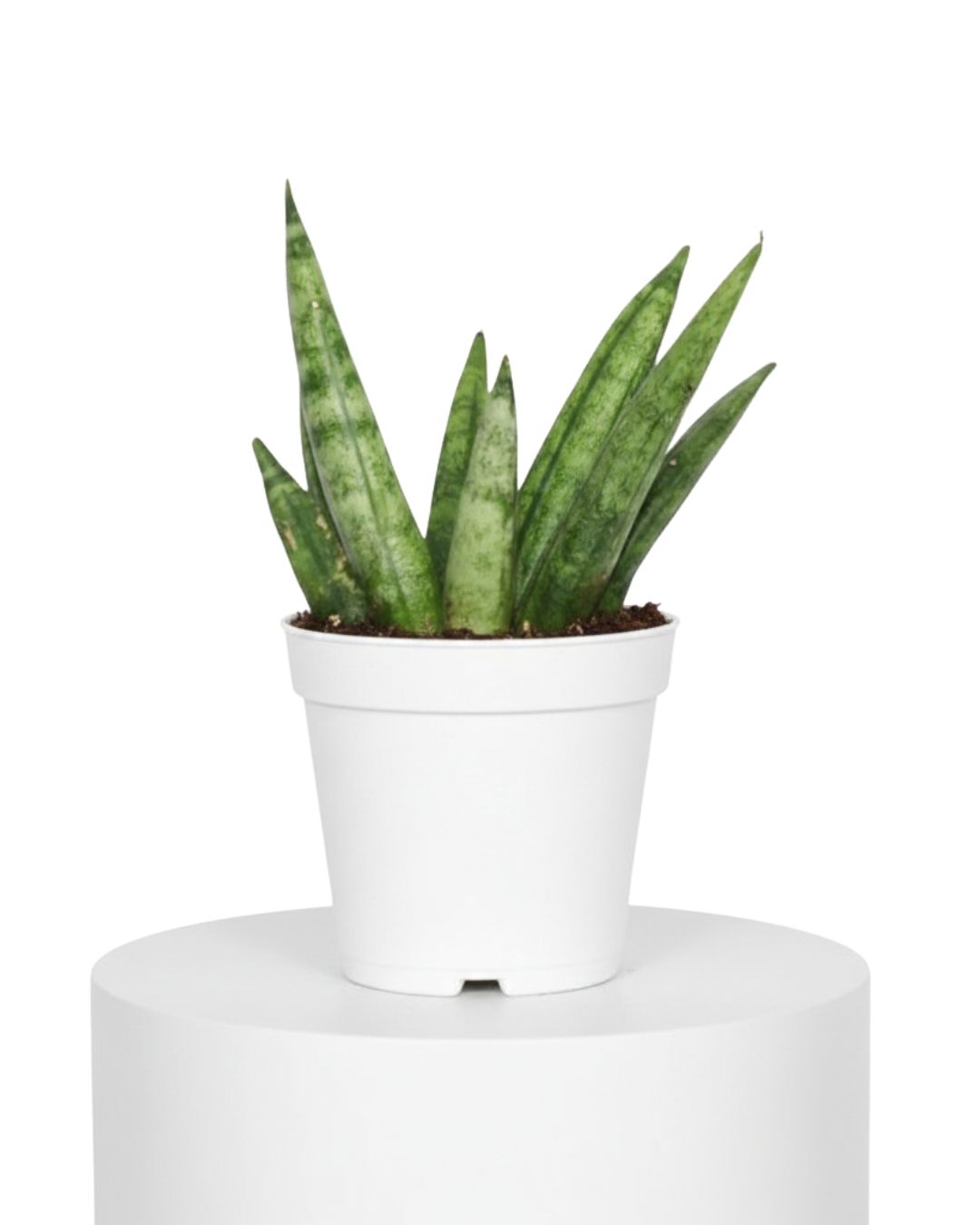 Hedgehog Snake Plant (Sansevieria ‘Hedgehog’)