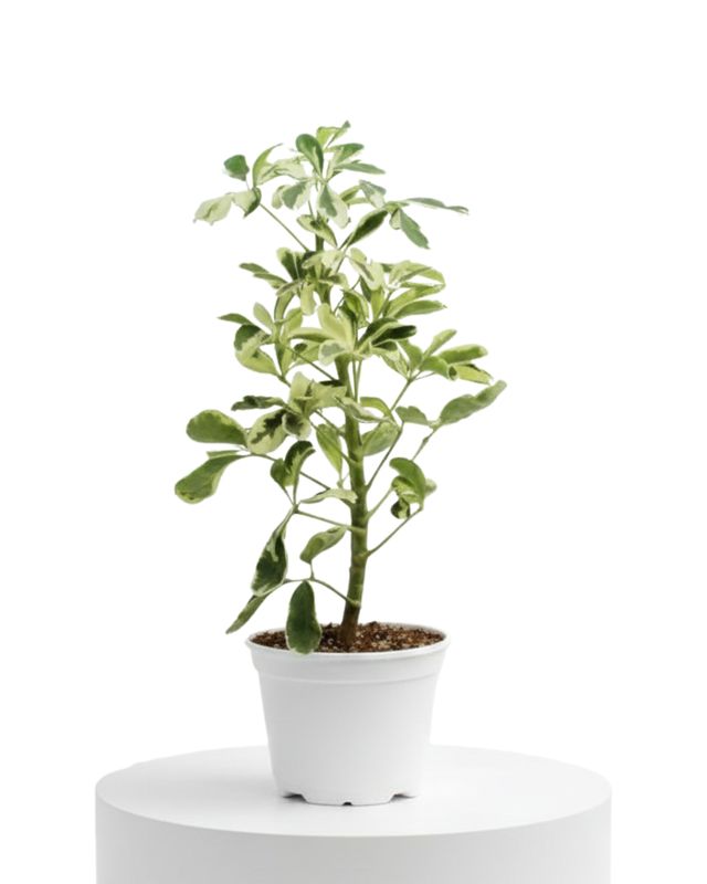 Dwarf Umbrella Tree ‘Ivory’ (Schefflera arboricola ‘Ivory’)