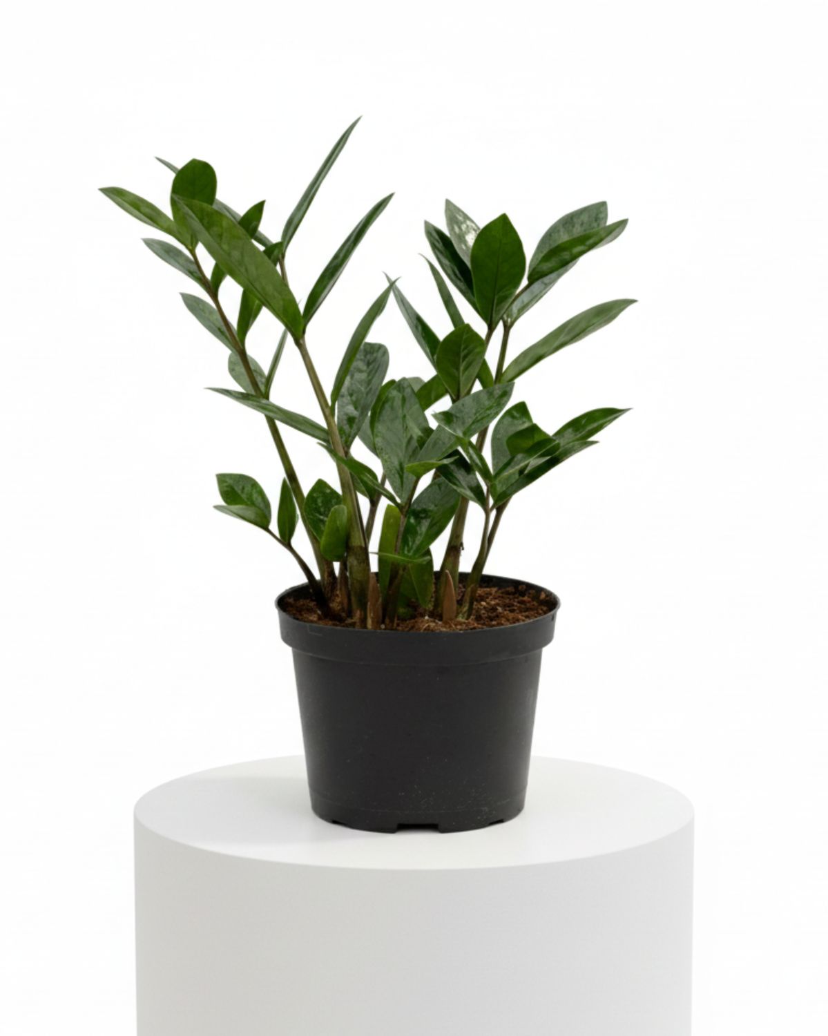 ZZ Plant (Zamioculcas zamiifolia), Pot Size: 4"