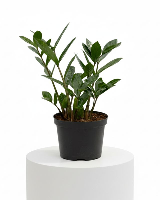 ZZ Plant (Zamioculcas zamiifolia)