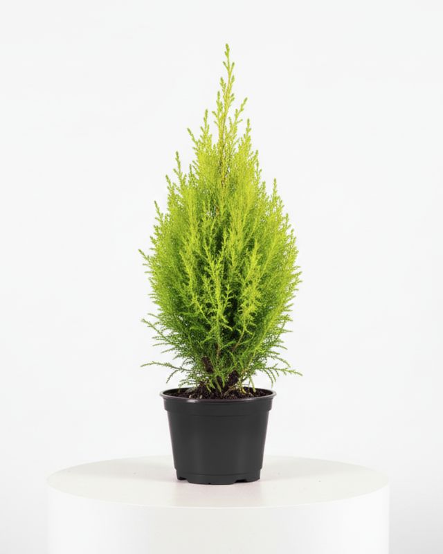 Lemon Cypress