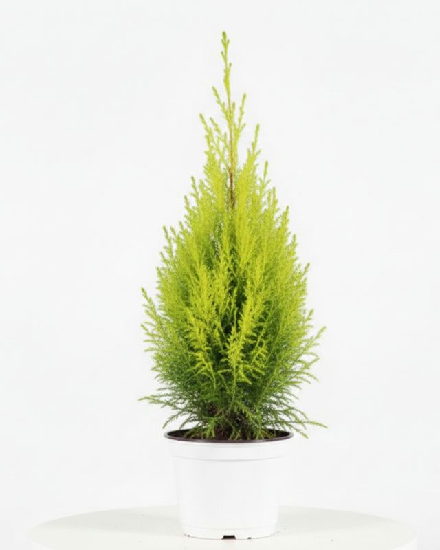 Lemon Cypress