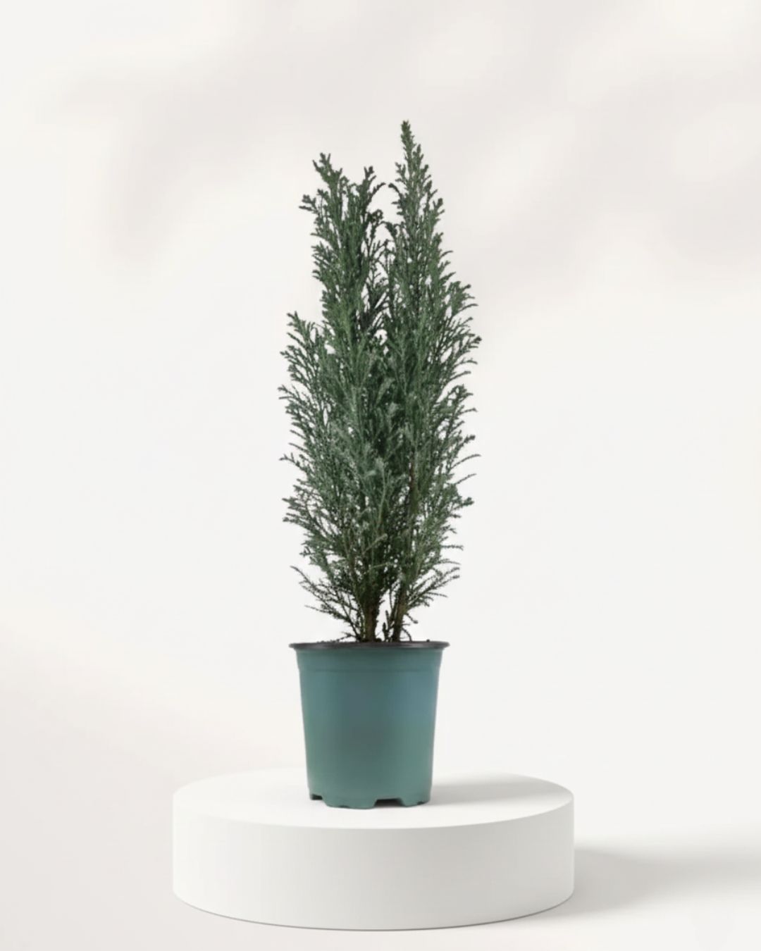 4" Chamaecyparis Ellwoodii (Ellwood's Cypress)