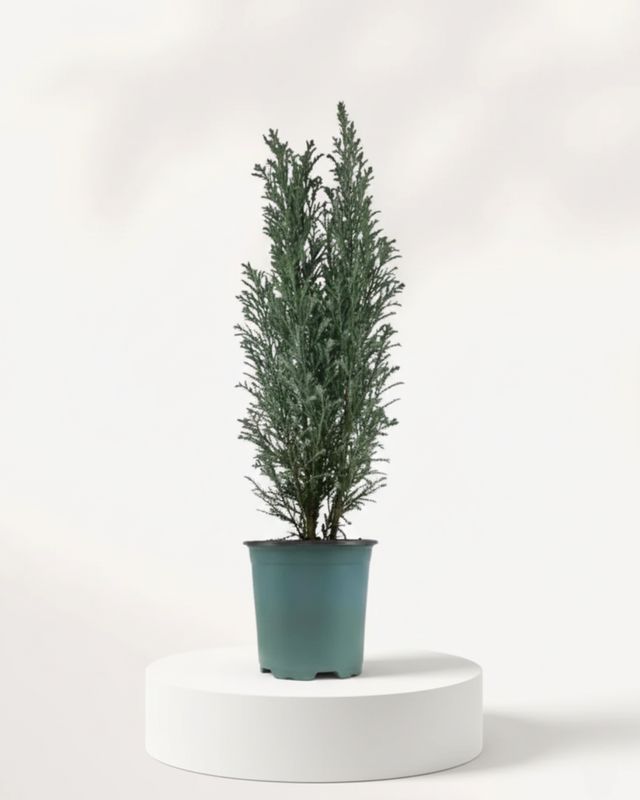 4" Chamaecyparis Ellwoodii (Ellwood's Cypress)