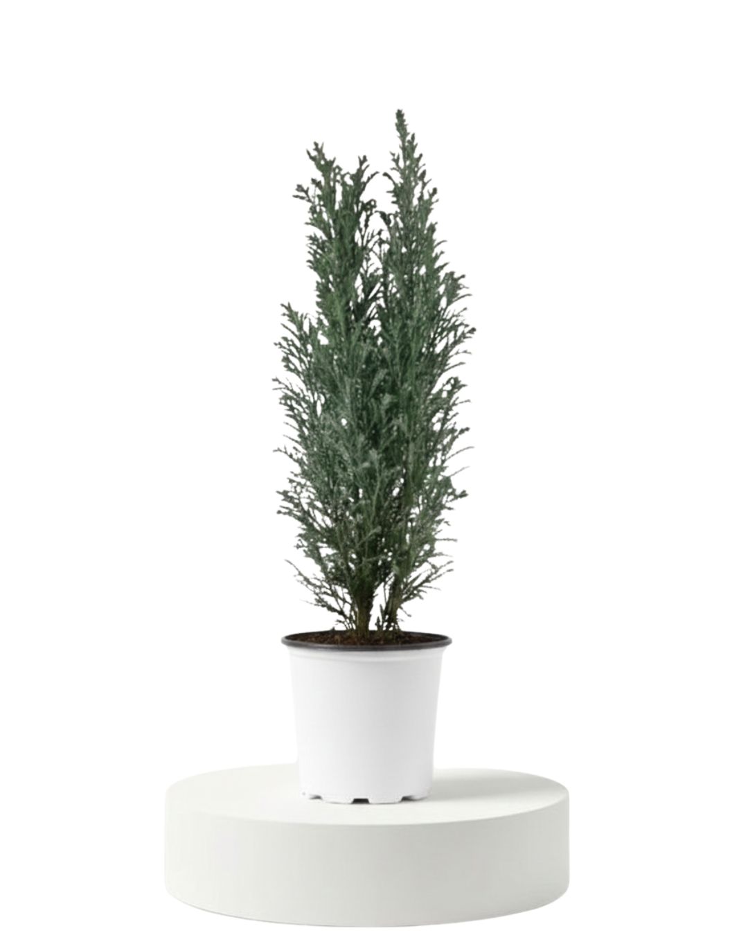 4" Chamaecyparis Ellwoodii (Ellwood's Cypress)