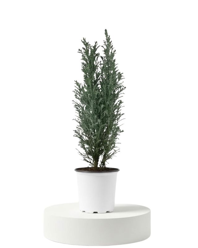 4" Chamaecyparis Ellwoodii (Ellwood's Cypress)