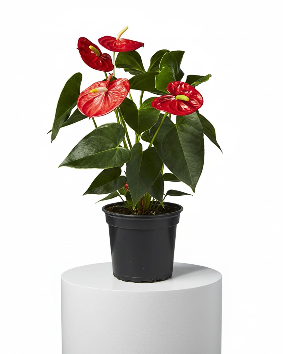 4" Anthurium Red