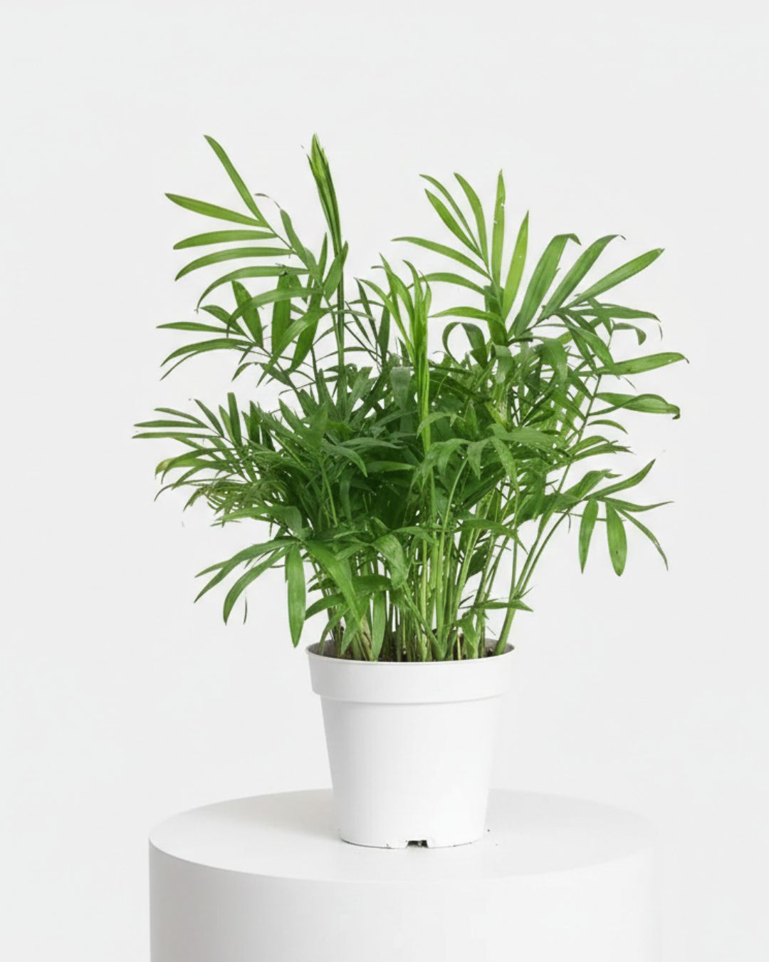 4" Neantha Bella Palm