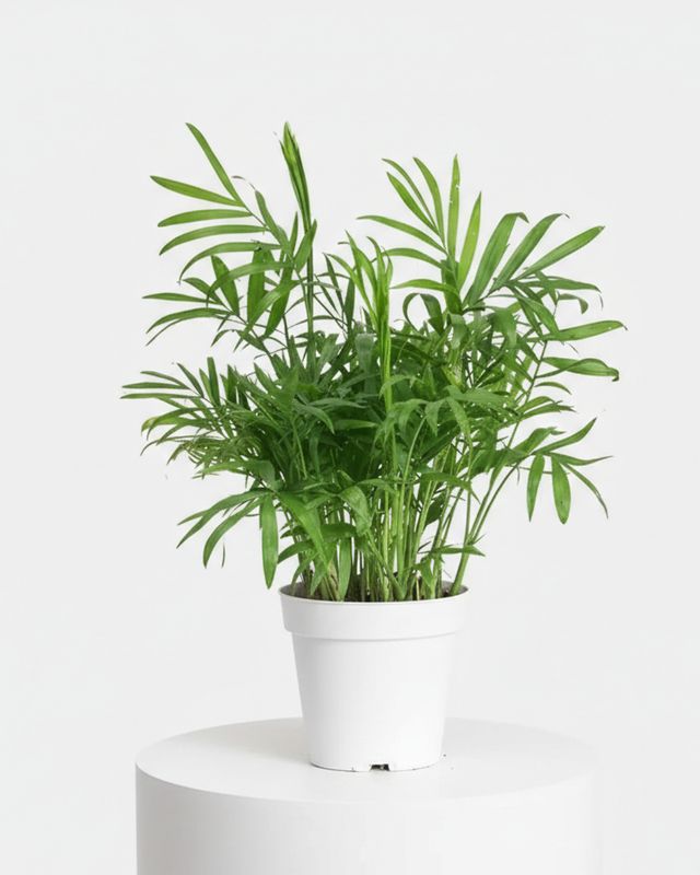 4" Neantha Bella Palm