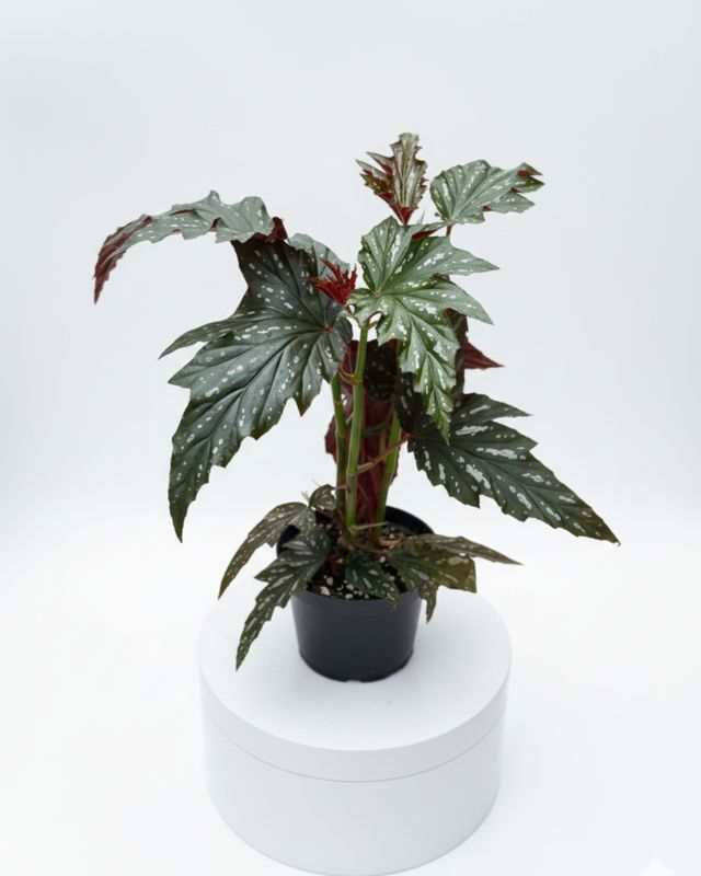 6" Begonia Silver Mist