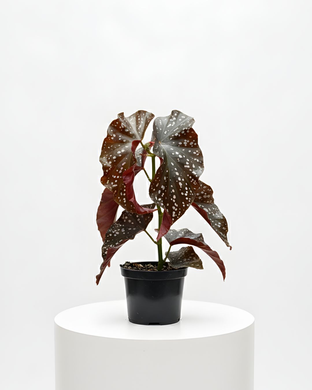 6" Begonia Crackling Rosie