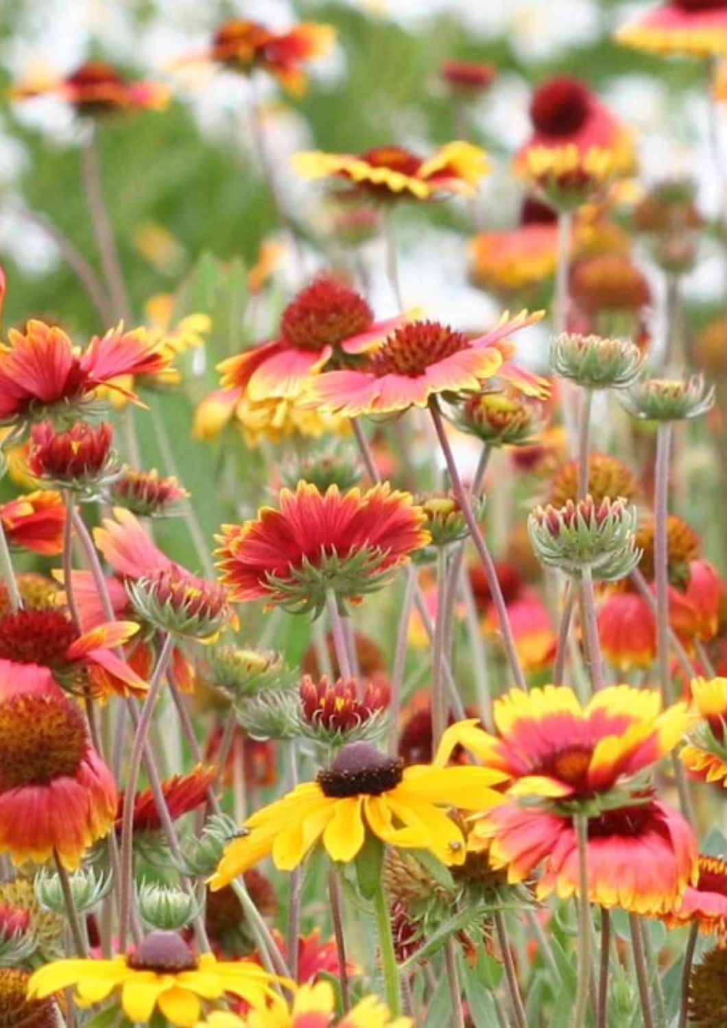 Blanket Flower Seeds