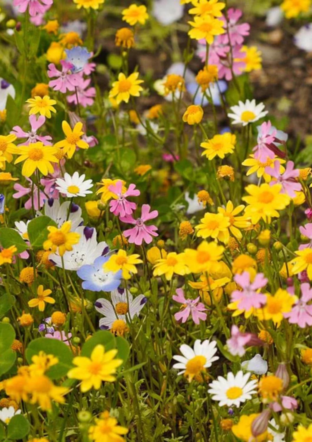 Alternative Lawn Blend Seeds