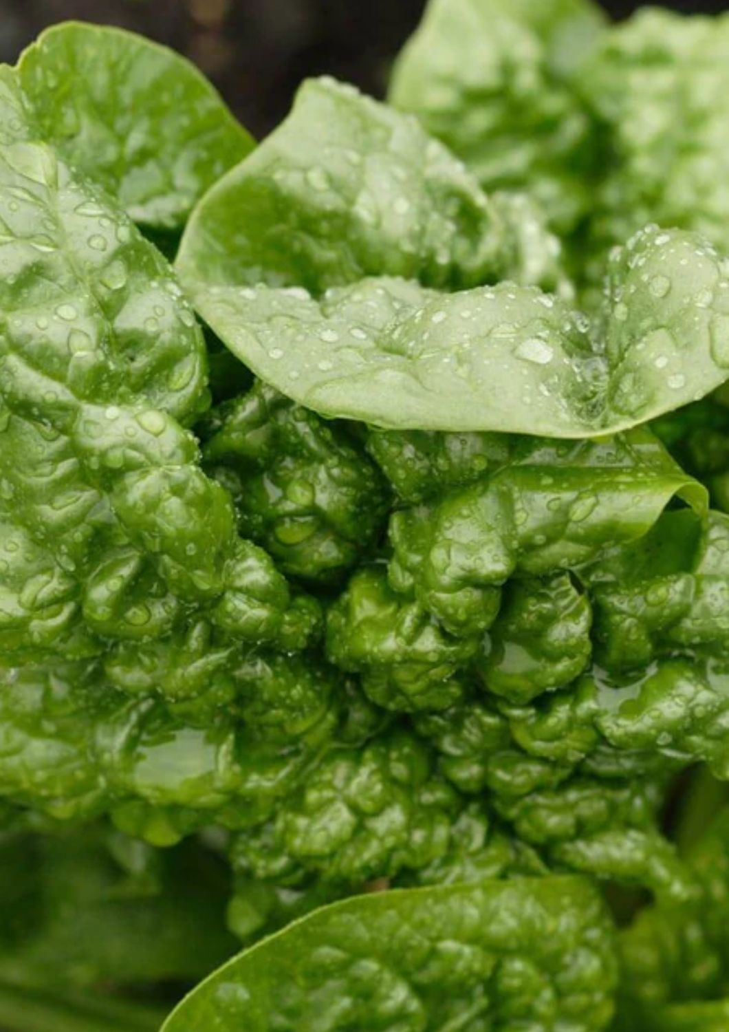 Bloomsdale Savoy Seeds