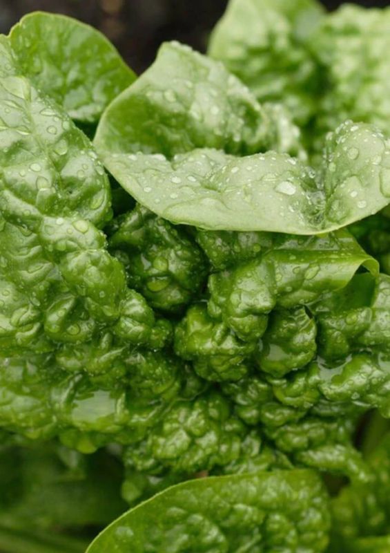 Bloomsdale Savoy Seeds