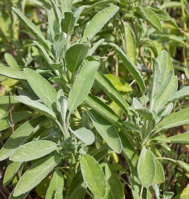 Ceres certified organic (Sage Certified Organic) Seeds